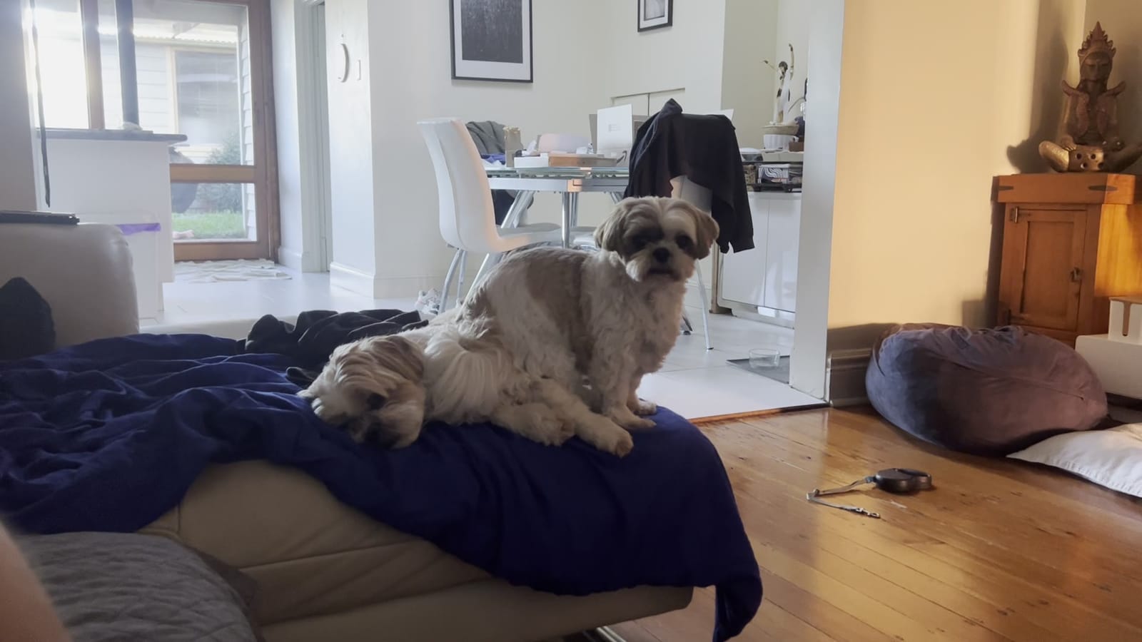 Two dogs on the back of a couch draped in a navy blanket. Bailey lies flat along it while Maggie stands over him, trying to sit on him. A dining table is in the background.