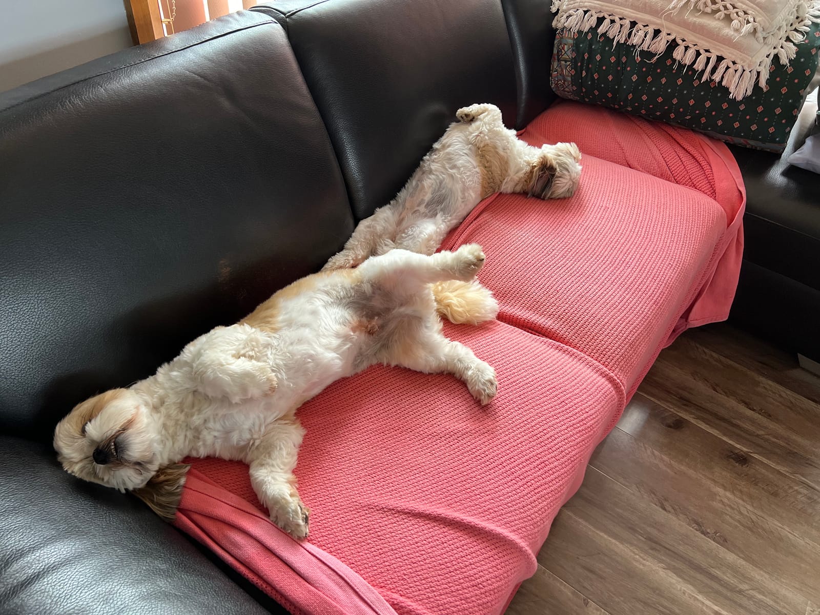 A dog lying on its back fast asleep on a dark leather couch with a coral pink blanket draped over it, legs splayed out, in Gran and Grandad's living room.