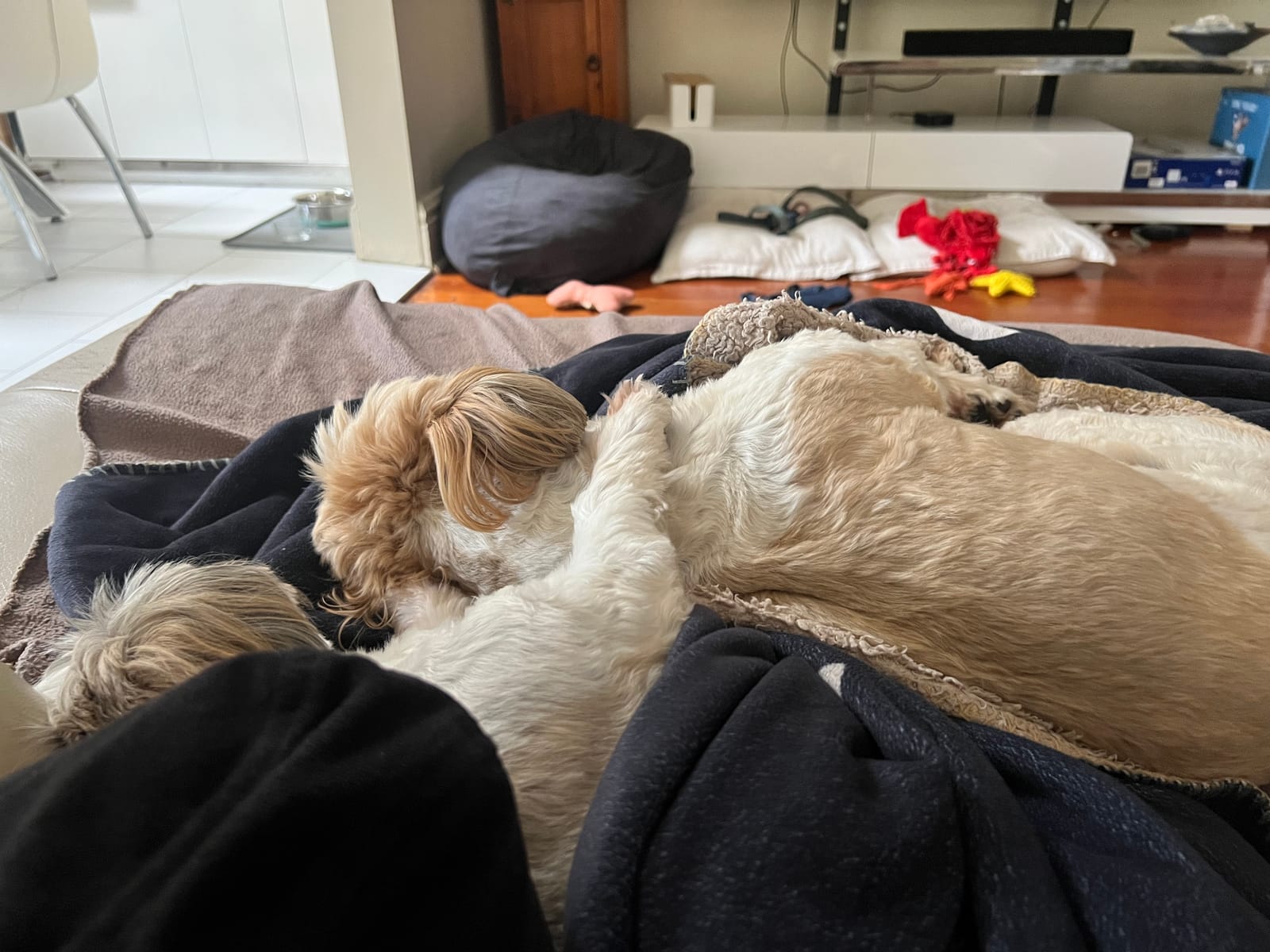 Two light-coloured curly-furred dogs curled up together asleep on a couch covered in navy blankets, one curled tightly with head tucked down, the other stretched out behind.